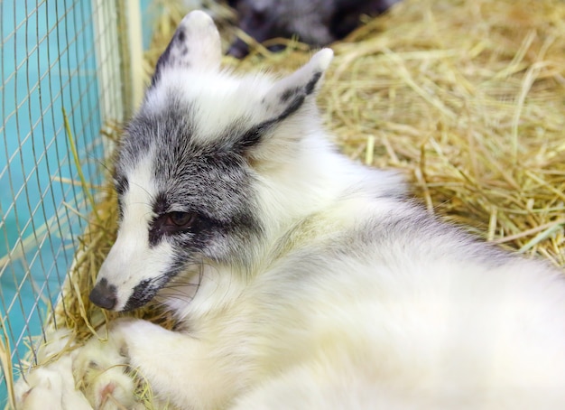 Platinum Fox in cage