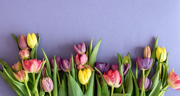 Platliggende tulpen op een gekleurde achtergrond