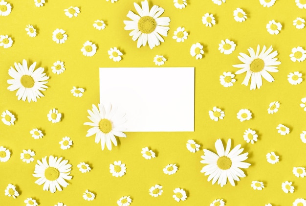 Platte laag van geïsoleerde witte kaart met verse kamille bloemen getoneerd in trendy gele kleur