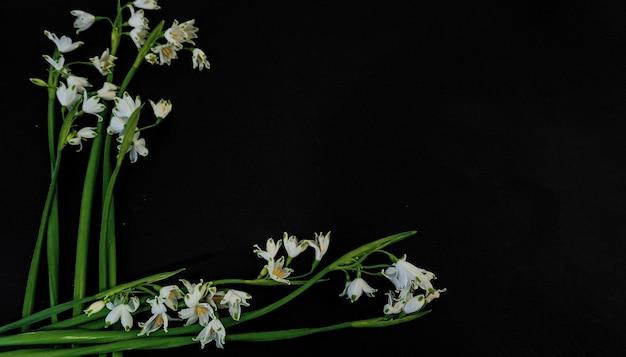 Platte postkaart voor de begrafenis van de dood Witte sneeuwdruppelbloemen op zwarte achtergrond