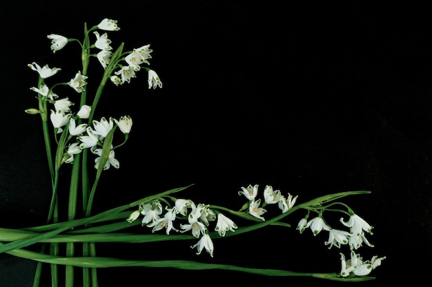 Platte postkaart voor de begrafenis van de dood Witte sneeuwdruppelbloemen op zwarte achtergrond