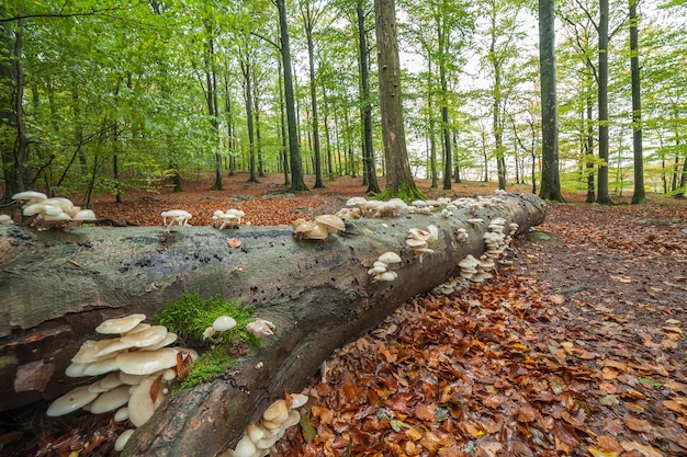 Foto platte witte champignons groeien op boomstam in bos