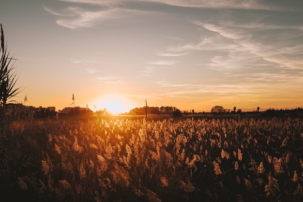 Platteland met oranje kleur zonsondergang zonlicht op het gras Weide in gouden uren Mooi landschap in zonnige dag Buitenshuis Lege lucht om uw tekst te schrijven Kopieer ruimte Achtergrond