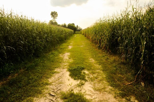 Platteland vuile weg