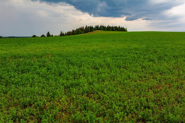 Plattelandslandschap met groen veld en bos voor onweer