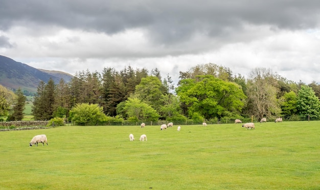 Plattelandslandschapsmening van groen gebied en bergachtergrond onder bewolkte hemel in Engeland