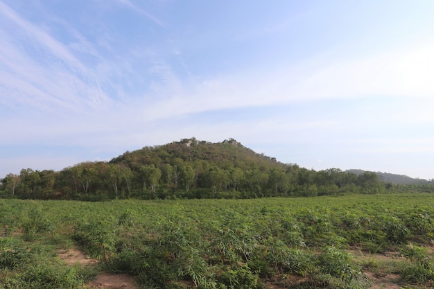 Plattelandsmening van groene berg.