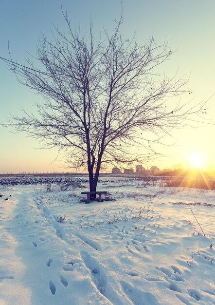 Plattelandsweg door winterbos