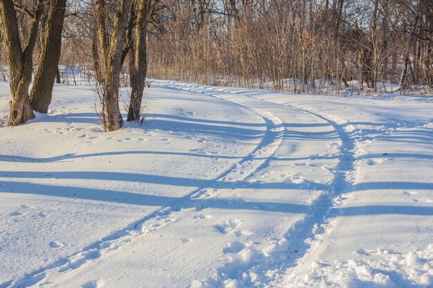 Plattelandsweg door winterbos