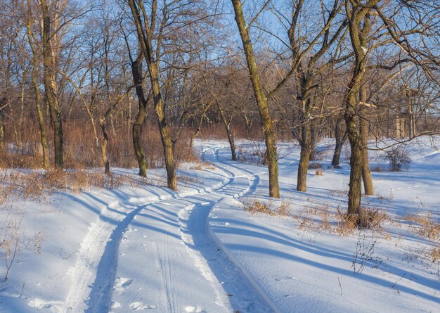 Plattelandsweg door winterbos