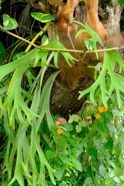 Platycerium bifurcatum , лосиный папоротник или обыкновенный оленьий папоротник, является разновидностью папоротника. тандук руса.