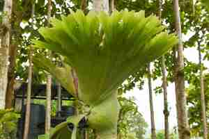 Photo platycerium ferns plant staghorn or elkhorn fern growing on branch tree