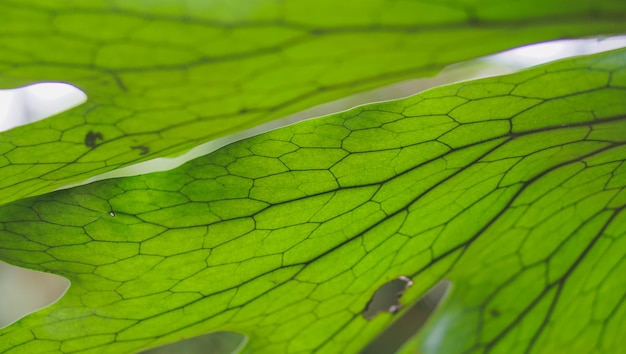 Platycerium groene textuur blad close-up