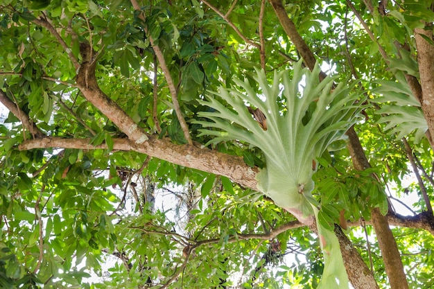 Platycerium perched on a tree