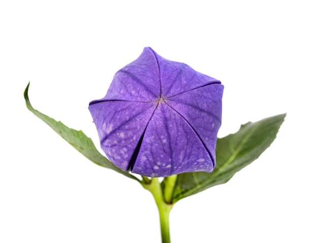 Platycodon grandiflorus in front of white background