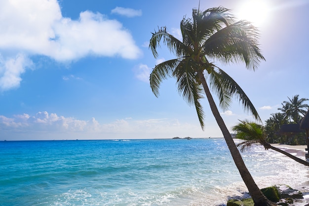 Playa del Carmen beach palm trees Mexico