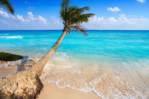 Playa del Carmen beach palm trees Mexico