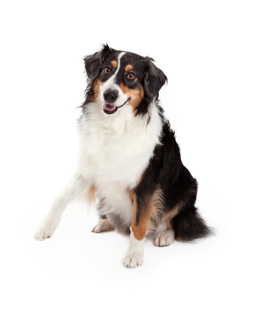 Playful Australian Shepherd Dog