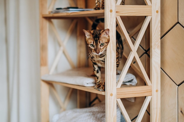 A playful Bengal kitten climbed onto a wooden shelf Love for pets