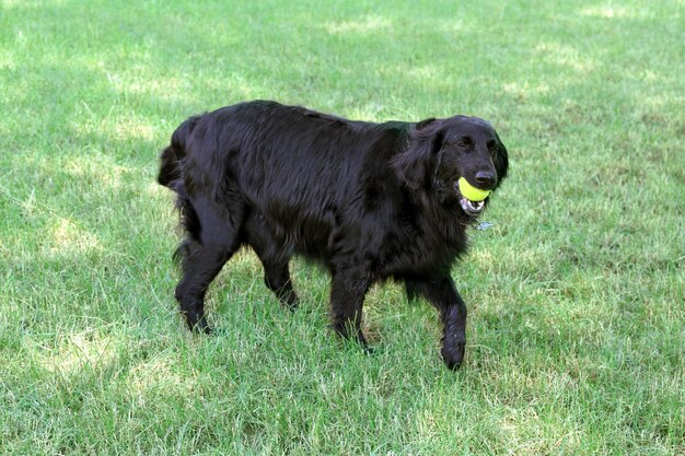 Playful big black dog over green grass background