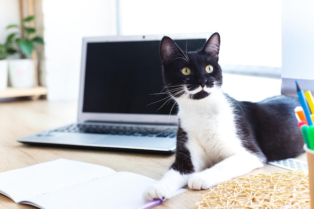 Photo playful black cat with white mustache lying on desktop by window next to laptop