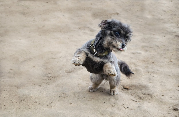 A playful black dog stands on its hind legs. Playing with pets. Care and education.