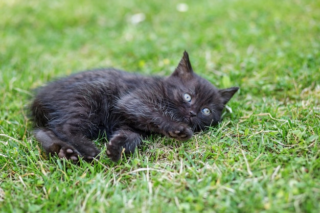 Playful black kitten lies in the grass The concept of pets care