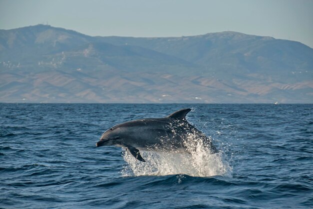 Foto il giocoso delfino naso di bottiglia tursiops truncatus si arca sulle onde dell'oceano con le montagne lontane