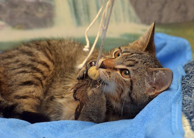 Foto un gattino marrone giocoso cattura un giocattolo