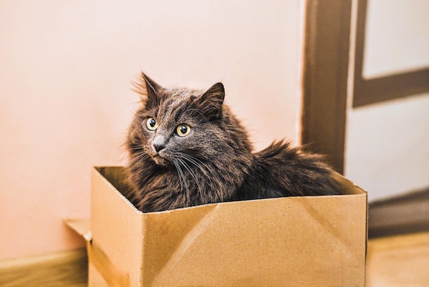 Playful Cat Finds Joy in Simple Box Hideaway