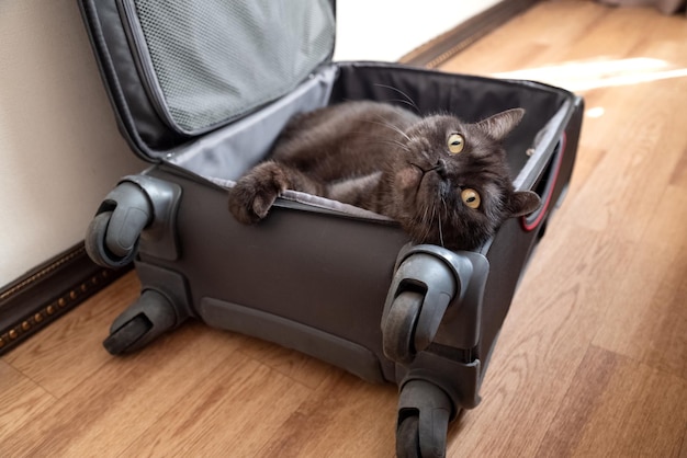 Playful cat got into the suitcase