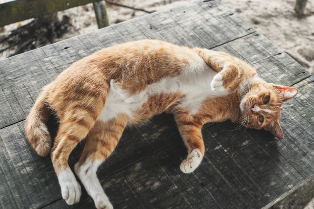 playful cat lying