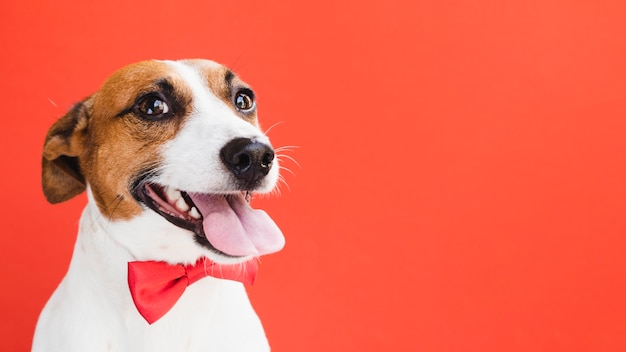 Foto cane carino giocoso con fiocco rosso copia-spazio