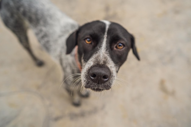 Playful dog face black white and brown with nose close to the camera lens focus on face closeup with black and white tiled floor background