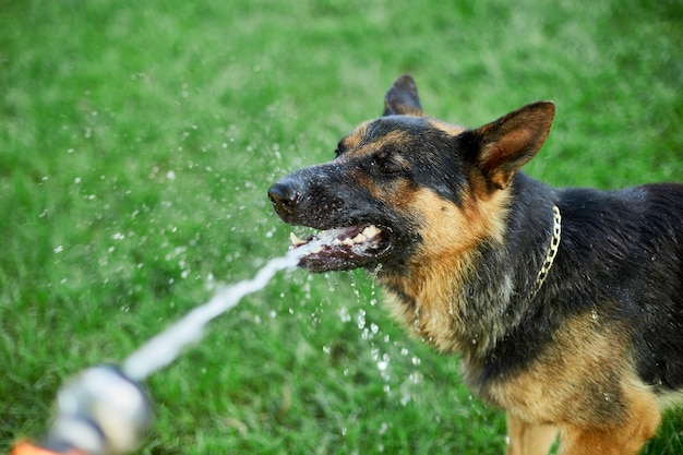 遊び心のある犬のジャーマン ・ シェパードは、庭のホースから水をキャッチしようとします。