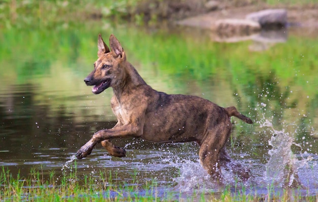 遊び心のある犬