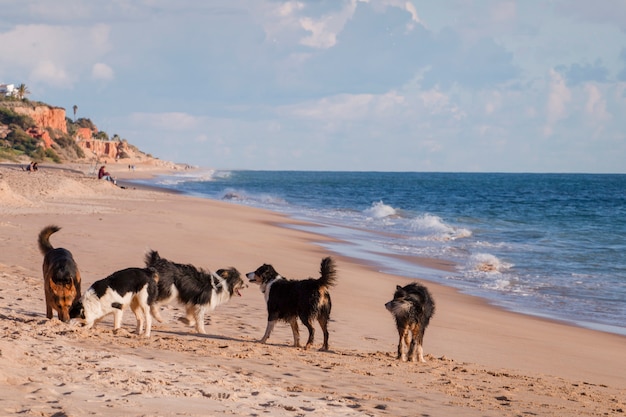 Игривые собаки на пляже