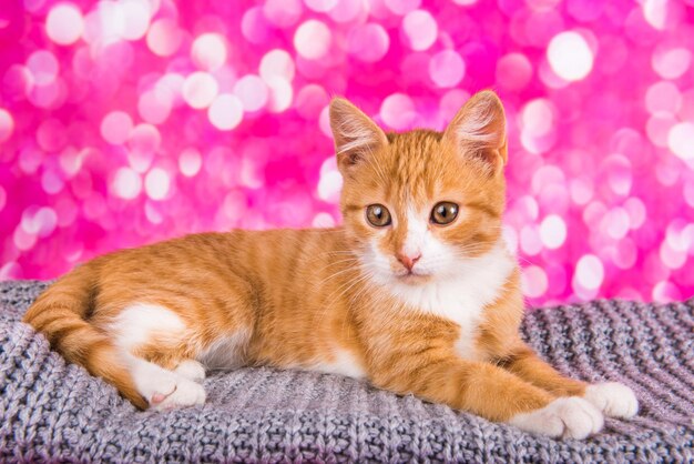 Playful and funny cute red kitten on pink background