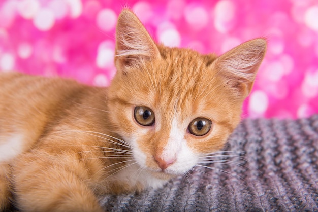 Playful and funny cute red kitten on pink background