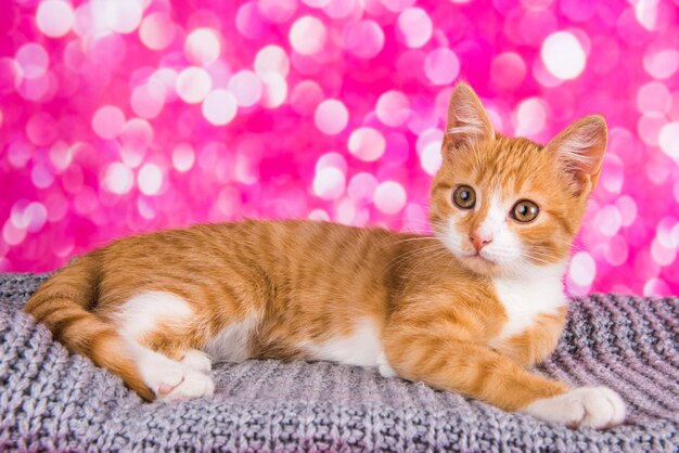 Playful and funny cute red kitten on pink background