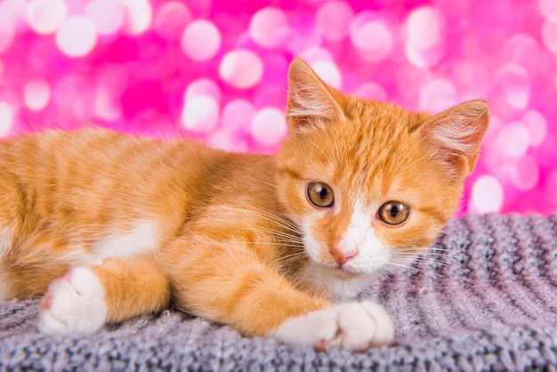 Playful and funny cute red kitten on pink background