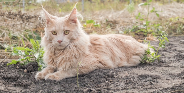 遊び心のある生姜のメインクーンの子猫が屋外に横たわっています。庭の大きな赤い猫