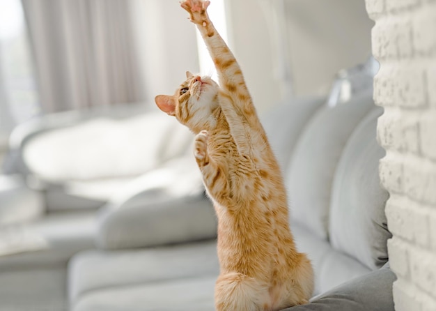 Photo playful ginger tabby cat looking up while sitting on the sofa