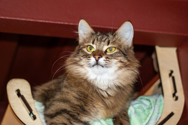 Playful gray shaggy cat at home closeup