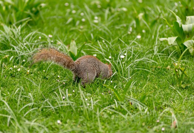 Playful grey squirrel