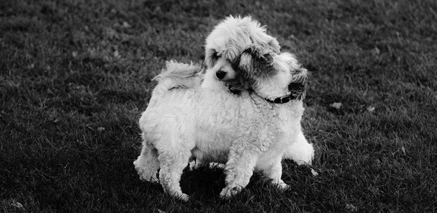 Photo playful hairy dogs on field