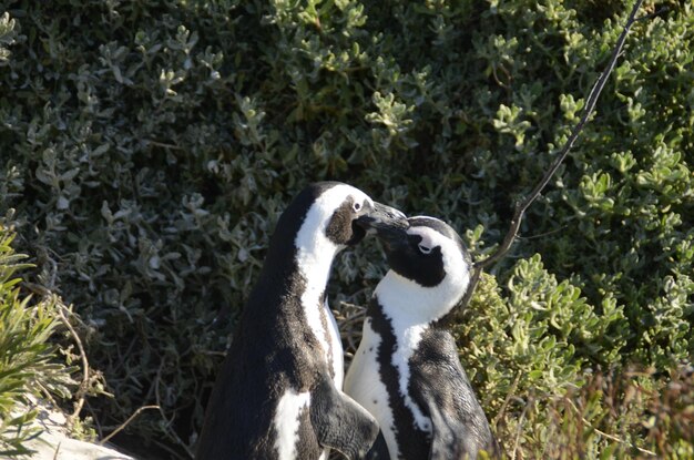 Photo playful humboldt penguins against trees