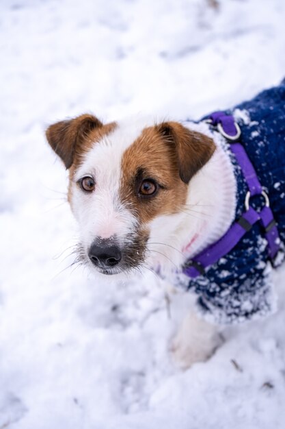 Playful jack russell terrier dressed in blue sweater on cold winter snowy day