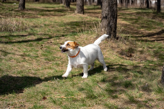 Playful jack russell terrier sitting on a ground and looking in the camera while walking in a park. Dog muzzle close up