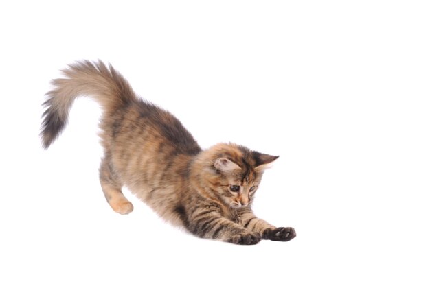 Playful kitten cat isolated on white